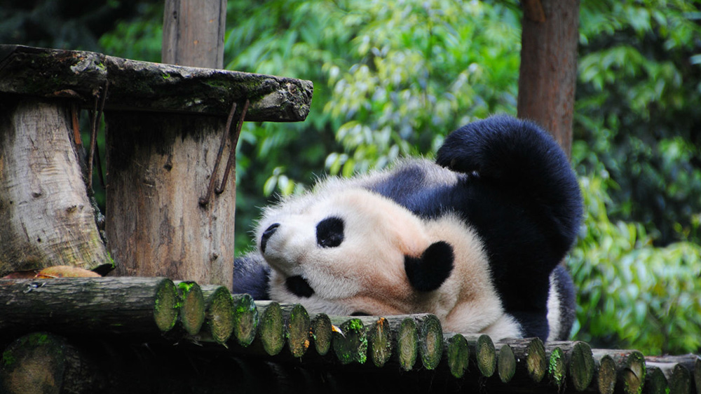 碧峰峽野生動(dòng)物園.jpg