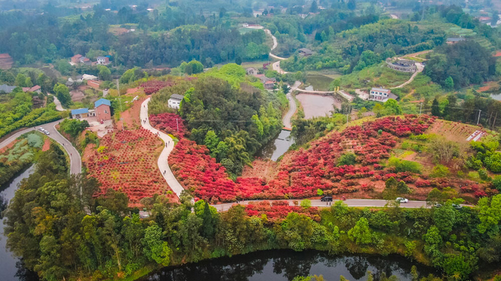 四川：自貢市貢井區(qū)首屆紅葉文化旅游活動(dòng)將于23日舉辦，五大系列推動(dòng)文旅產(chǎn)業(yè)發(fā)展！